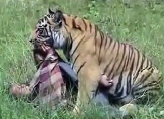 वाघाच्या हल्ल्यात दोन वन मजुरांचा बळी…