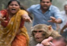 माकडाने २० दिवसाच्या चिमुर्डीला विहरीत फेकले…डायपर ने केला चमत्कार..!