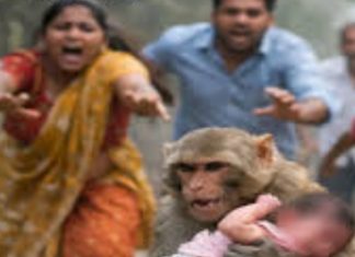 माकडाने २० दिवसाच्या चिमुर्डीला विहरीत फेकले…डायपर ने केला चमत्कार..!